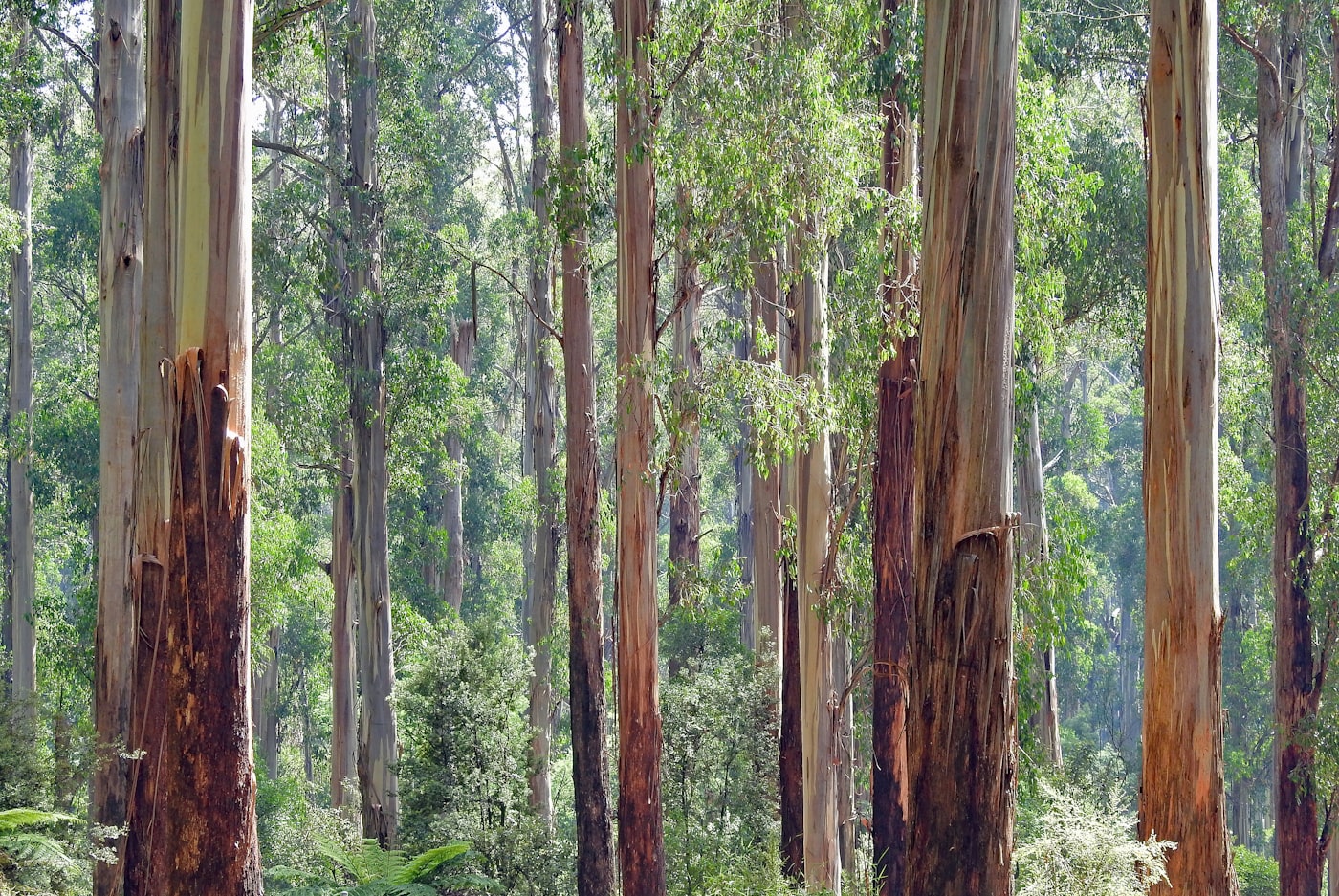 Regenerating Australian native bushland — a mountain ash forest canopy in Kallista, Victoria