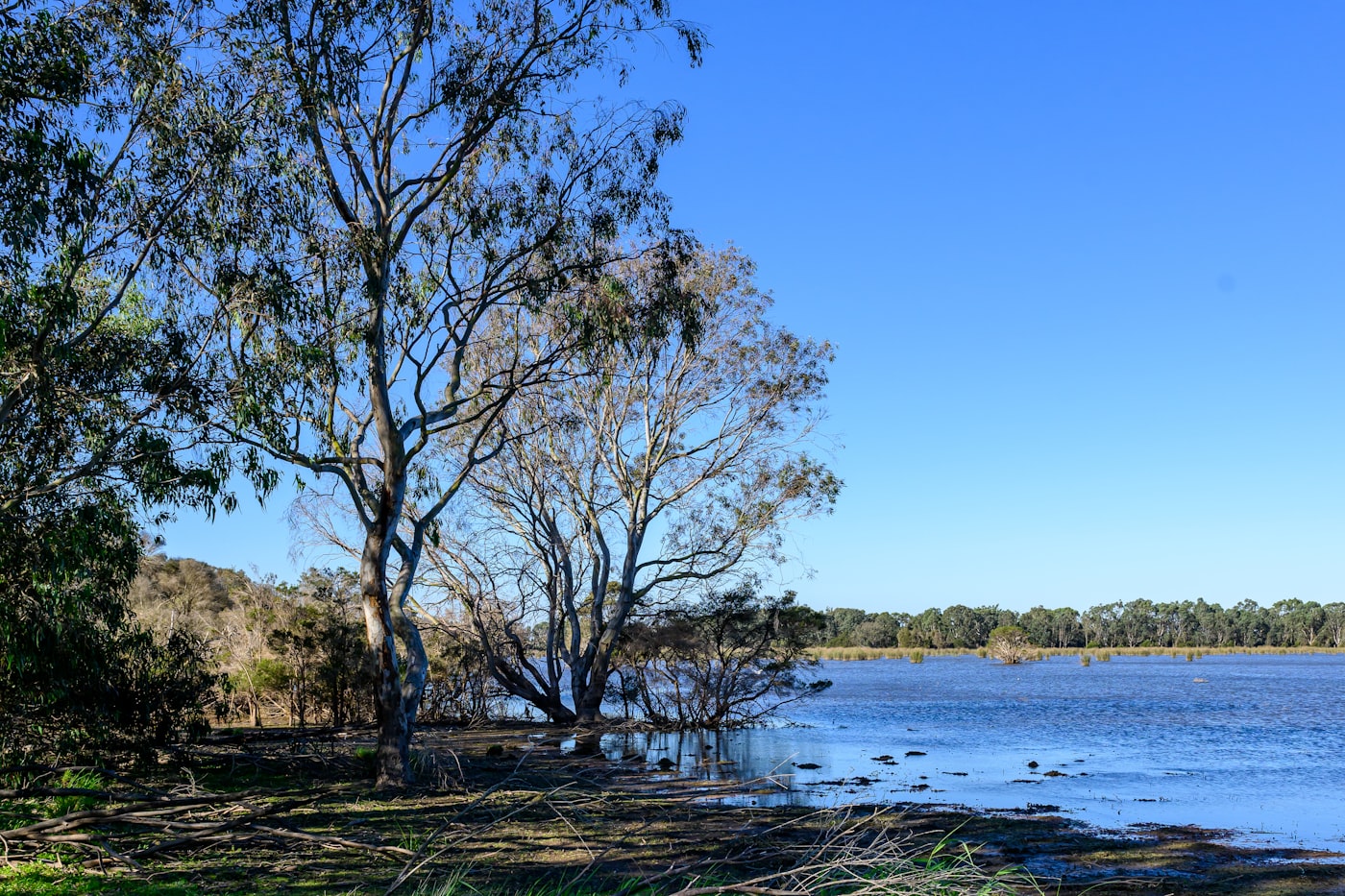 A healthy wetland — still water surrounded by reeds and gum trees in Sale, Victoria